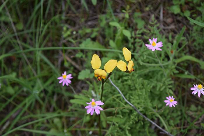 Diuris - Orchid-donkey-Caron-Dam-Sep-2018p0002.JPG